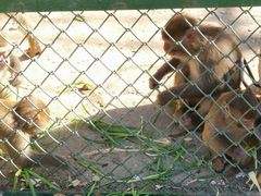 -新疆天山野生动物园