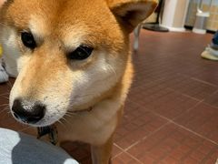 -柴犬高等学院·狗咖·柴犬售卖·宠物训练