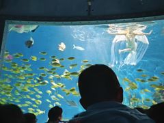 -海合安武汉极地海洋公园