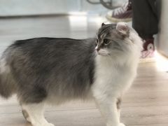 -瞄一喵猫咖(格力海岸店)