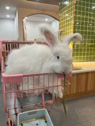 -Moni星球萌宠·小马宝莉·灵蛇·高端高阶全萌宠互动体验俱乐部(红豆国际广场店)