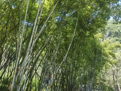 -火炉山森林公园