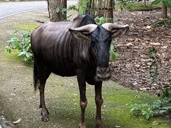 -清迈夜间动物园