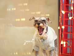 -超宠爱宠物摄影-Super pet