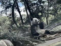 -中国大熊猫保护研究中心雅安碧峰峡基地