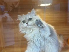 -猫十亿·布偶金渐层·曼基康矮脚猫舍(青年路店)
