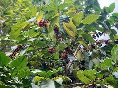 咖啡豆-豆舞咖啡(民乐路店)