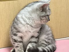 -宠颐生猫科·内科皮肤科(西平世纪城店)