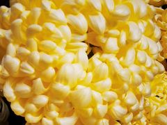 浓汤过桥爪菊-龙桥私厨·姜花菊花过桥鱼·顺德菜(容桂店)