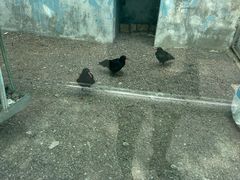 -青藏高原野生动物园