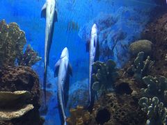 -多彩贵州城极地海洋世界