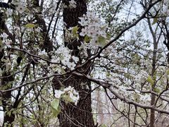 -黄海国家森林公园