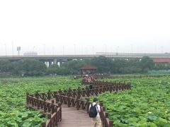 -荷塘月色湿地公园·向阳花洲