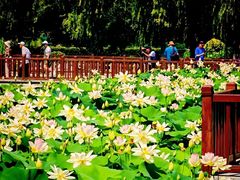 -莲花池公园