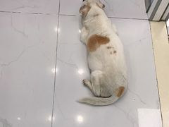 -纳吉亚猫专科动物诊疗中心(蒋宅口分院)