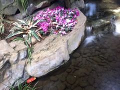 -南山植物园