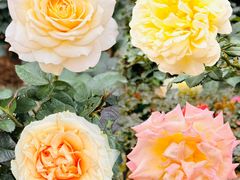 -人民公园(罗湖区)