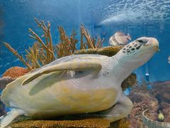 -上海海洋水族馆