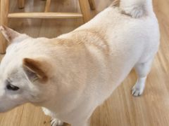 -柴の食堂·日式家庭料理·熊之肆(大学路店)