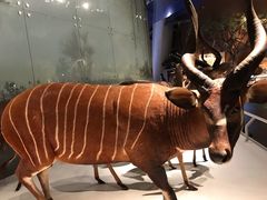 -贝林大翅鲸简餐厅(国家海洋博物馆店)