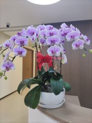 -丰联丽格医疗美容·联合丽格眼整形中心