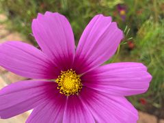 -西双版纳原始森林公园