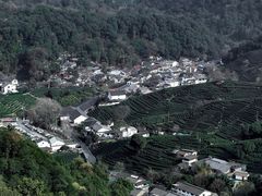 -龙井村