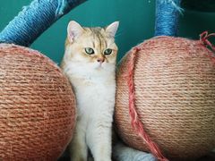 -飞行喵MR PILOT|猫舍·猫咖(静安大融城店)