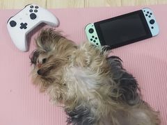 -创凡宠物医院·骨专科  猫科中心(西乡分院)