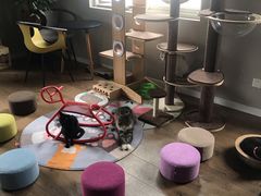 -东方名猫馆·英短金渐层布偶猫舍(环线广场1号楼店)