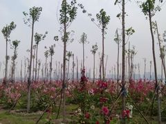-天津东丽湖风景区
