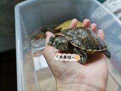 -灵龟之家百象馆(百象馆联合旗舰店)