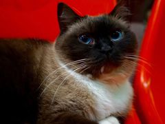 -猫咪博物馆(顶澳仔猫街店)