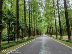 -黄海国家森林公园