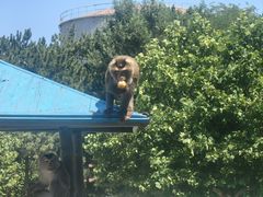 -西霞口神雕山野生动物世界