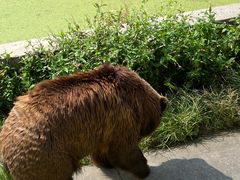 -上海野生动物园
