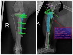 -东莞宠友24H宠物中心医院·转诊夜诊·异宠(新河北路院)