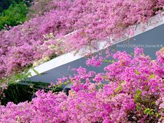 -深圳仙湖植物园