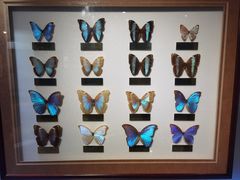 -上海昆虫博物馆