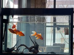 -了不起的考拉咖啡店(高新店)