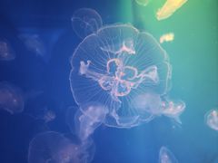 -海合安成都极地海洋公园