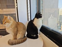 -有喵·猫咖·狗咖·30几只猫10只小狗(岗厦店)