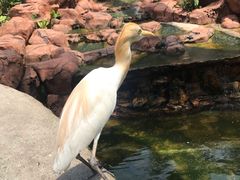 -吉隆坡雀鸟公园