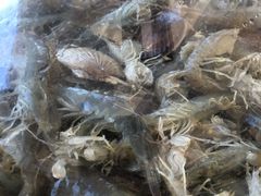 明虾-港畔赶海蒸汽海鲜烧烤自助(仙螺岛店)