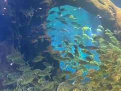 -西安曲江海洋极地公园