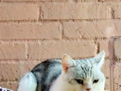 -喵屿·大理花园猫咖