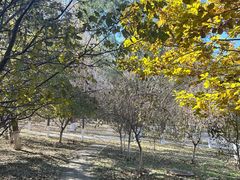 -长白岛森林公园