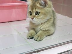 -FAELING PETS美天灵宠物(富力广场店)
