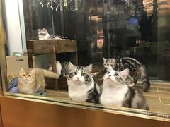 -猫大福·Fortune Cat猫舍(百子湾店)