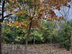 -上海海湾国家森林公园